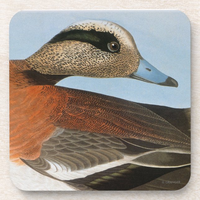 Audubon: Wigeon Coaster (Front)