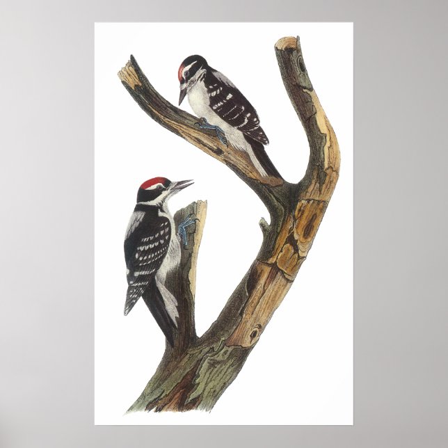 Audubon Woodpecker Poster (Front)