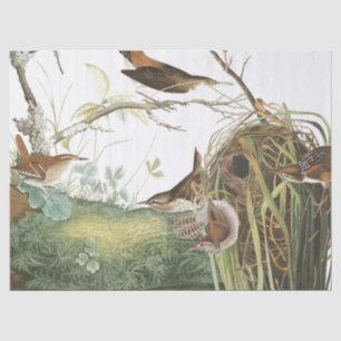 Audubon Wren Nest Birds Wildlife Tissue Paper