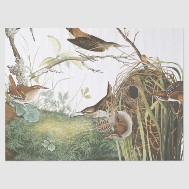 Audubon Wren Nest Birds Wildlife Tissue Paper (Front)