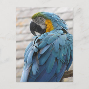 Audubon Zoo Postcard