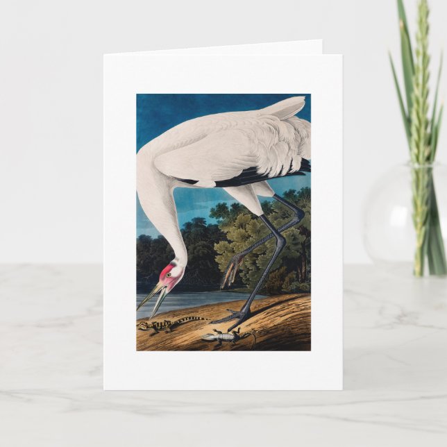 Audubon's American Hooping Crane Card (Front)
