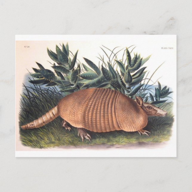 Audubon's Armadillo Postcard (Front)