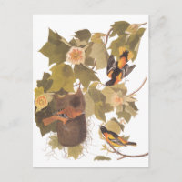 Audubon's Baltimore Oriole Birds in Poplar Tree