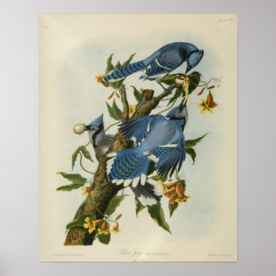 Audubon's Blue Jays Poster