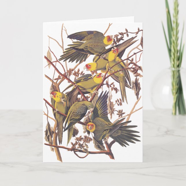 Audubon's Carolina Parakeet Card (Front)