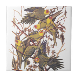 Audubon's Carolina Parakeet Tile