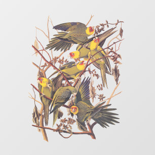 Audubon's Carolina Parakeet Window Cling