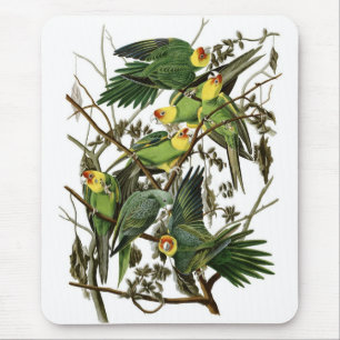 Audubon's Carolina Parakeets Mouse Pad