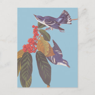 Audubon's Cerulean Warbler Bird Pair with Berries Postcard