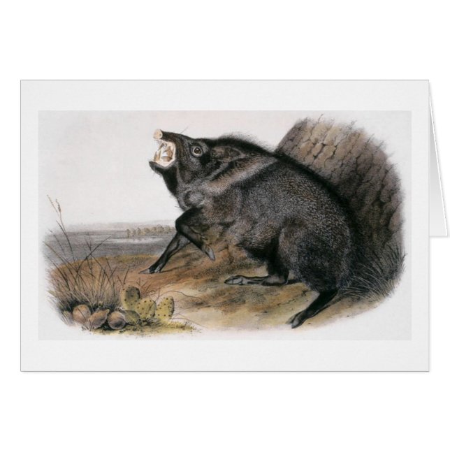 Audubon's Collared Peccary (Front Horizontal)