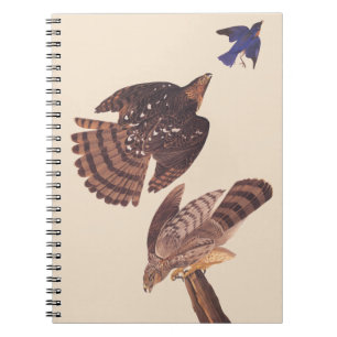 Audubon's Coopers Hawk Bird of Prey Notebook