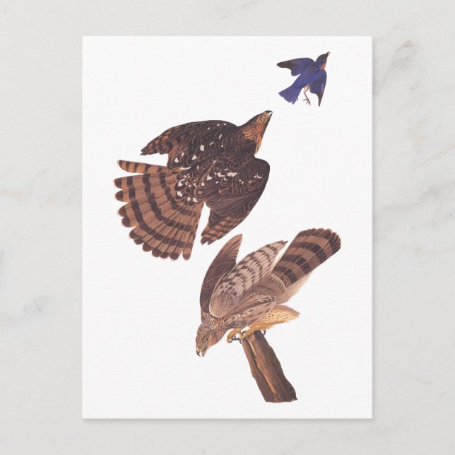 Audubon's Coopers Hawk Bird of Prey Postcard (Front)
