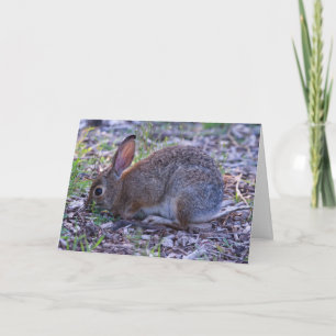 Audubon's Cottontail Card