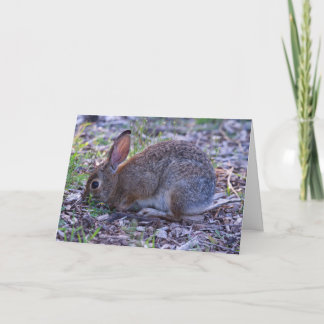 Audubon's Cottontail Card