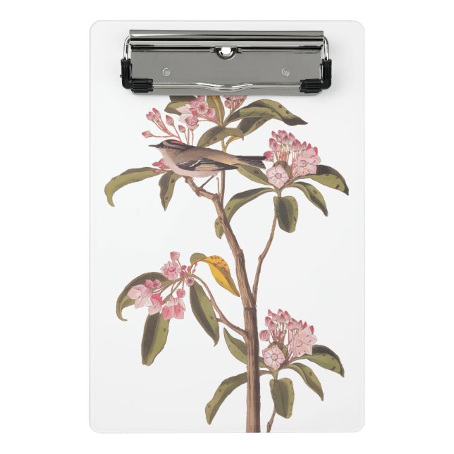Audubon's Cuvier's Kinglet Bird on Pink Calico Mini Clipboard (Front)