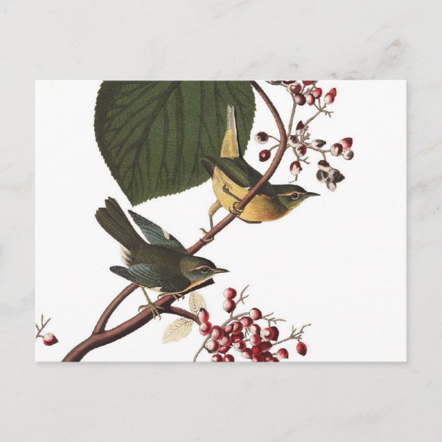 Audubon's Extra Warbler Postcard (Front)