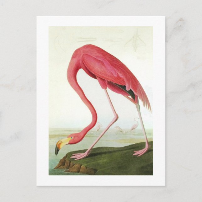 Audubon's Flamingo Postcard (Front)