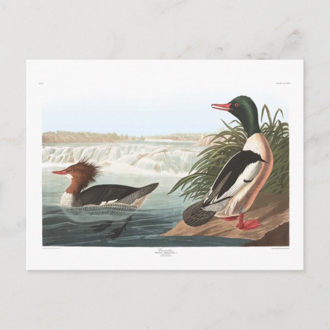 Audubon's Goosander Postcard (Front)