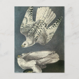 Audubon's Gyrfalcon Postcard