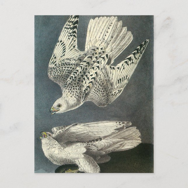Audubon's Gyrfalcon Postcard (Front)