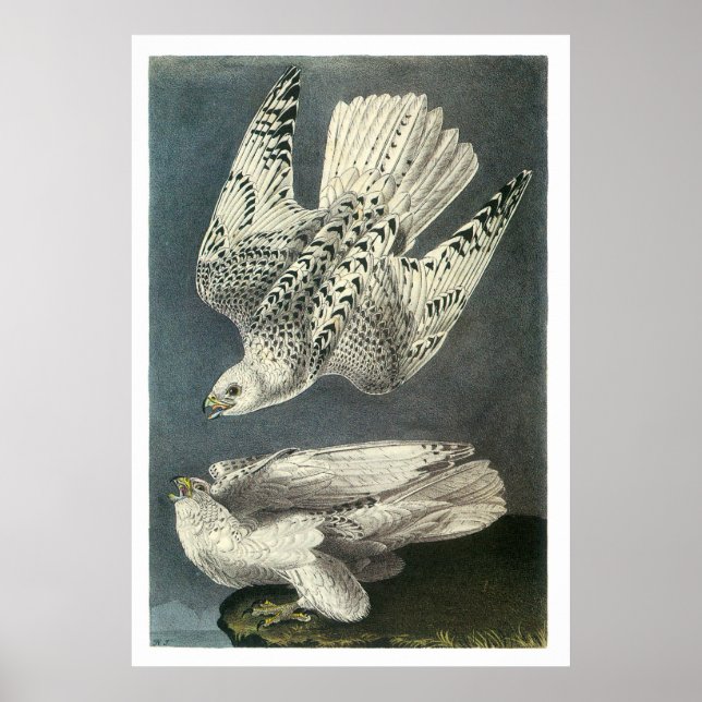 Audubon's Gyrfalcon Poster (Front)