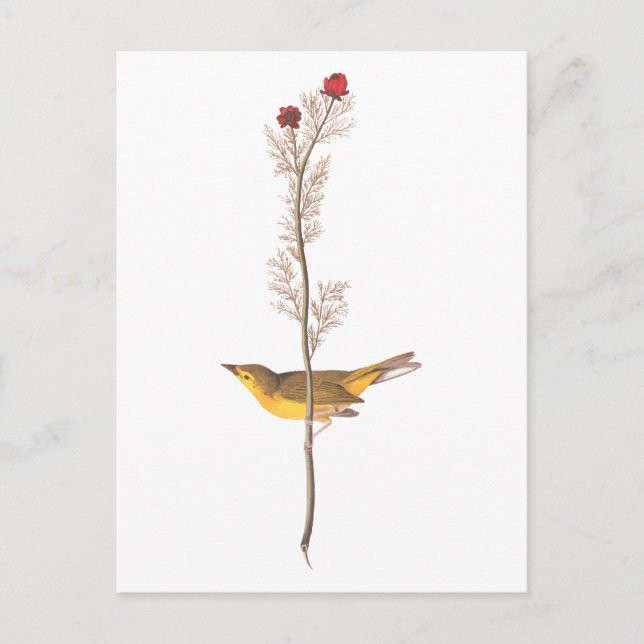 Audubon's Hooded Warbler Bird on Red Flower Postcard (Front)