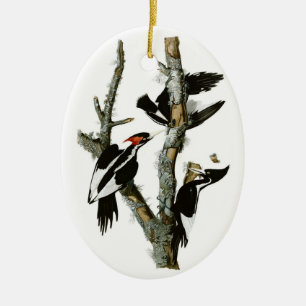 Audubon's Ivory-billed Woodpecker Ceramic Ornament