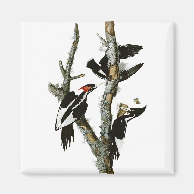 Audubon's Ivory-billed Woodpecker Magnet (Front)
