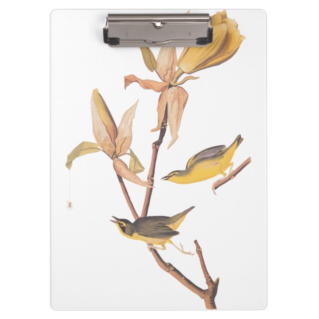 Audubon's Kentucky Warbler Bird Pair with a Spider Clipboard (Front)