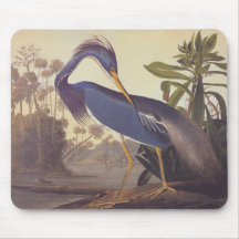 Audubon's Louisiana Heron or Tricolored Heron