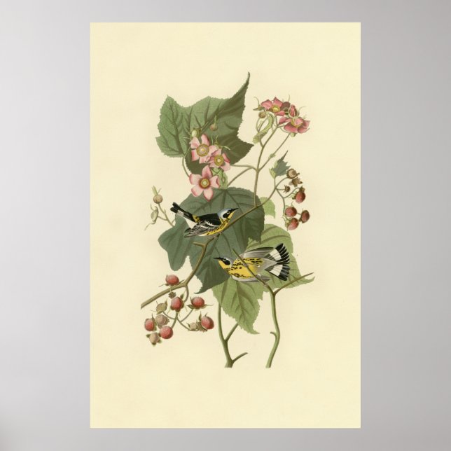 Audubon's Magnolia Warbler Poster (Front)