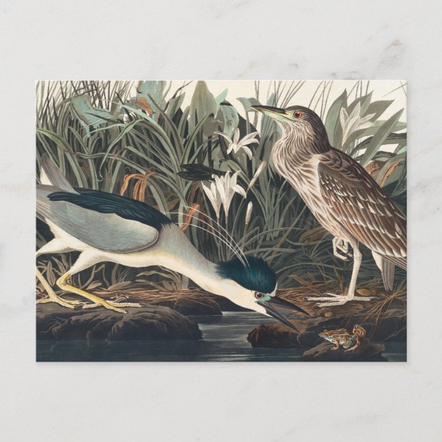 Audubon's Night Heron or Qua-Bird Postcard (Front)