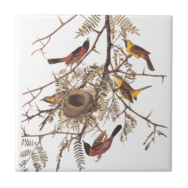 Audubon's Orchard Oriole Birds in a Honey Locust Tile (Front)