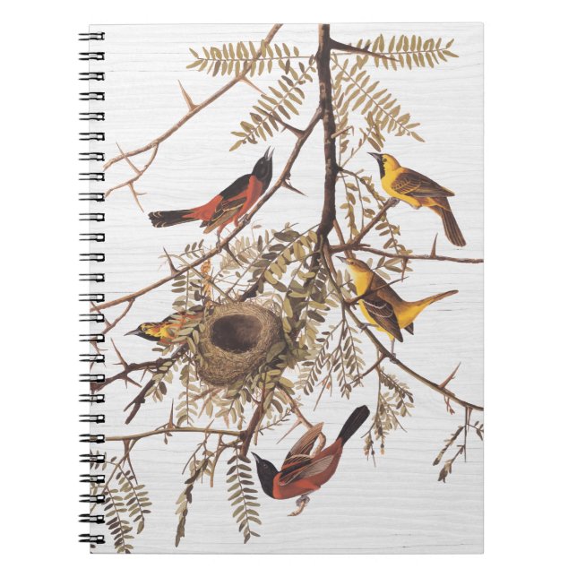 Audubon's Orchard Oriole in Honey Locust Notebook (Front)