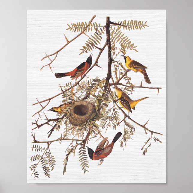 Audubon's Orchard Oriole in Honey Locust Poster (Front)