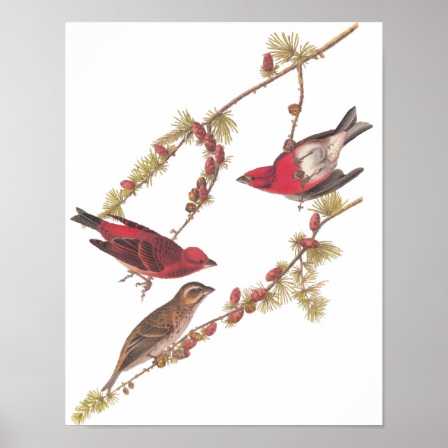 Audubon's Purple Finch Red Birds Vintage Art Poster (Front)