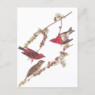 Audubon's Purple Finch Three Red Birds in Winter Postcard
