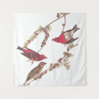 Audubon's Purple Finch Three Red Birds in Winter