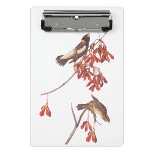 Audubon's Rice Bunting Birds or Bobolink Birds Mini Clipboard