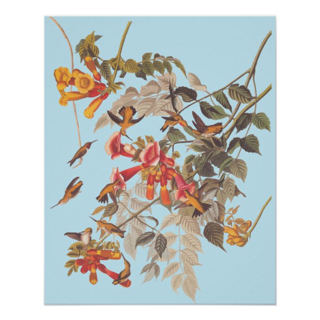 Audubon's Ruby Throated Hummingbirds and Flowers Poster (Front)