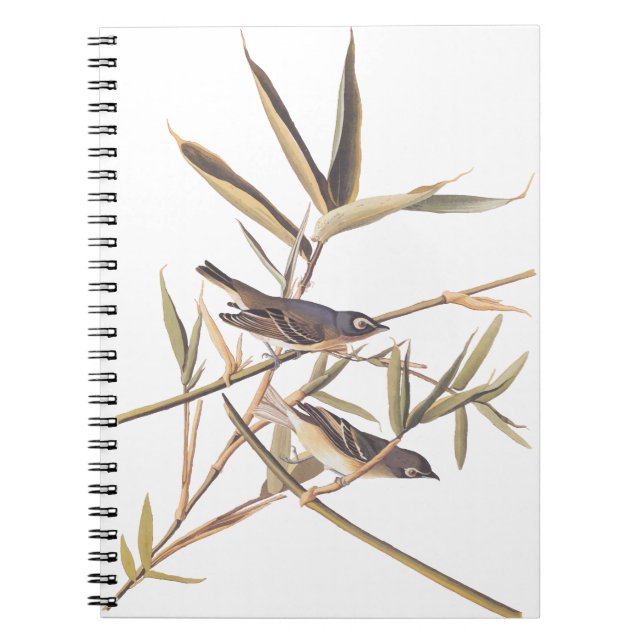 Audubon's Solitary Vireo Flycatcher Birds on Cane Notebook (Front)