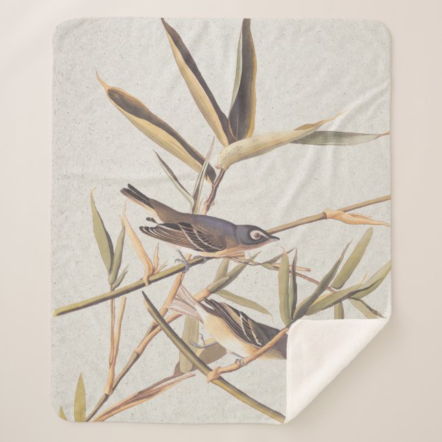 Audubon's Solitary Vireo Flycatcher Birds on Cane Sherpa Blanket (Front)