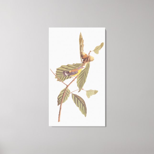 Audubon's Swainson's Warbler on Oak Branch Canvas Print (Front)