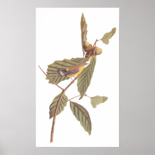 Audubon's Swainson's Warbler on Oak Branch Poster