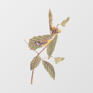 Audubon's Swainson's Warbler on Oak Branch Window Cling