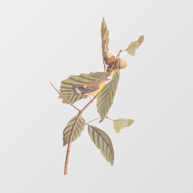 Audubon's Swainson's Warbler on Oak Branch Window Cling (Sheet)
