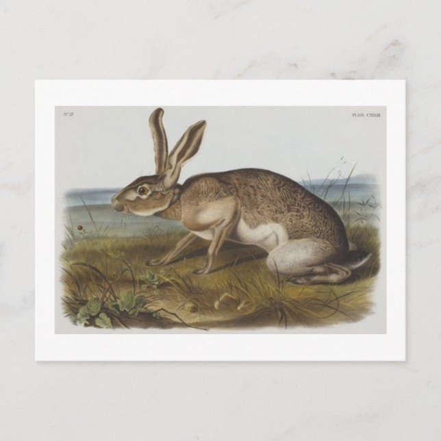 Audubon's Texian hare Postcard (Front)