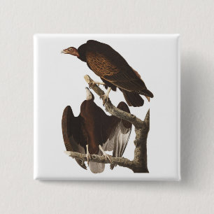 Audubon's Turkey Vulture 2 Inch Square Button