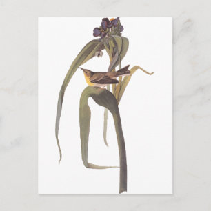 Audubon's Vigour's Vireo Postcard